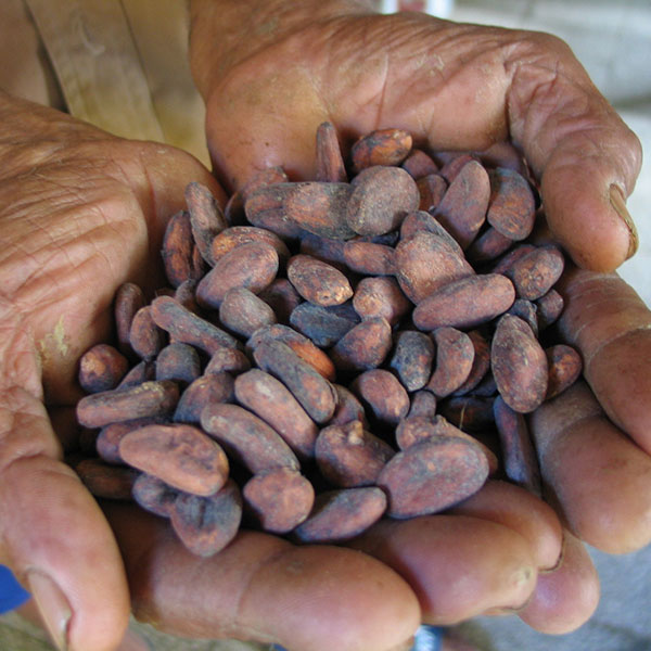 Two hands that are full of freshly harvested cacao beans.