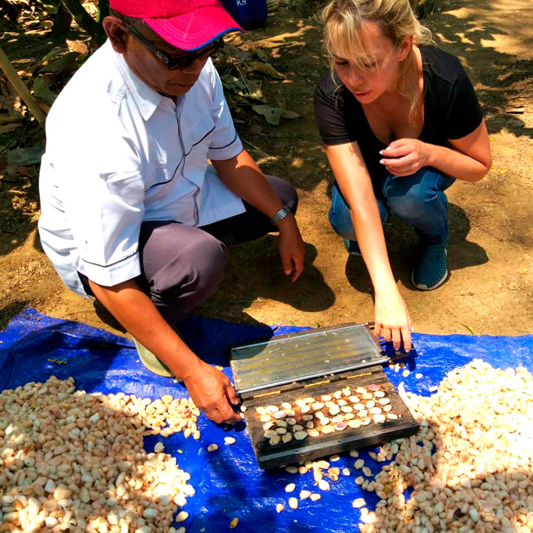 A blond woman and a man talking and collecting cacao beans.